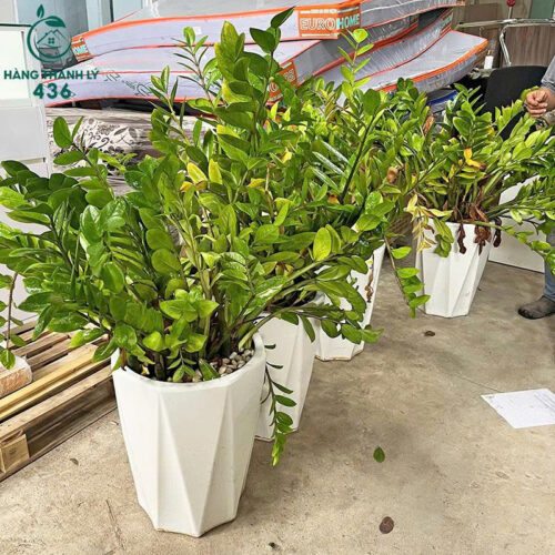 cay kim tien cu mang lai tai loc may man 1