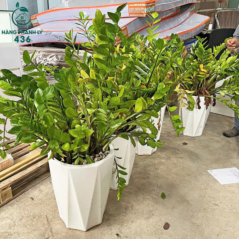 cay-kim-tien-cu-mang-lai-tai-loc-may-man-1 Chậu Cây Kim Tiền Cũ Mang Lại Tài Lộc May Mắn