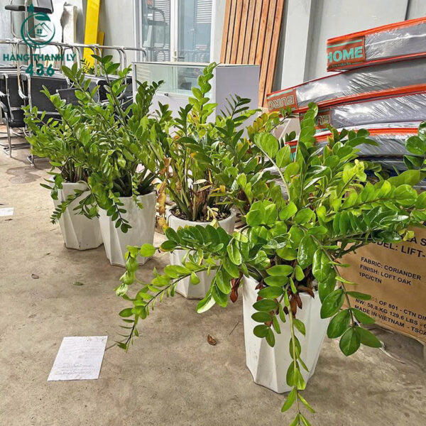 cay kim tien cu mang lai tai loc may man 2