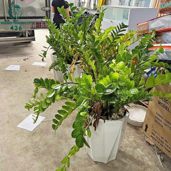 cay kim tien cu mang lai tai loc may man 3