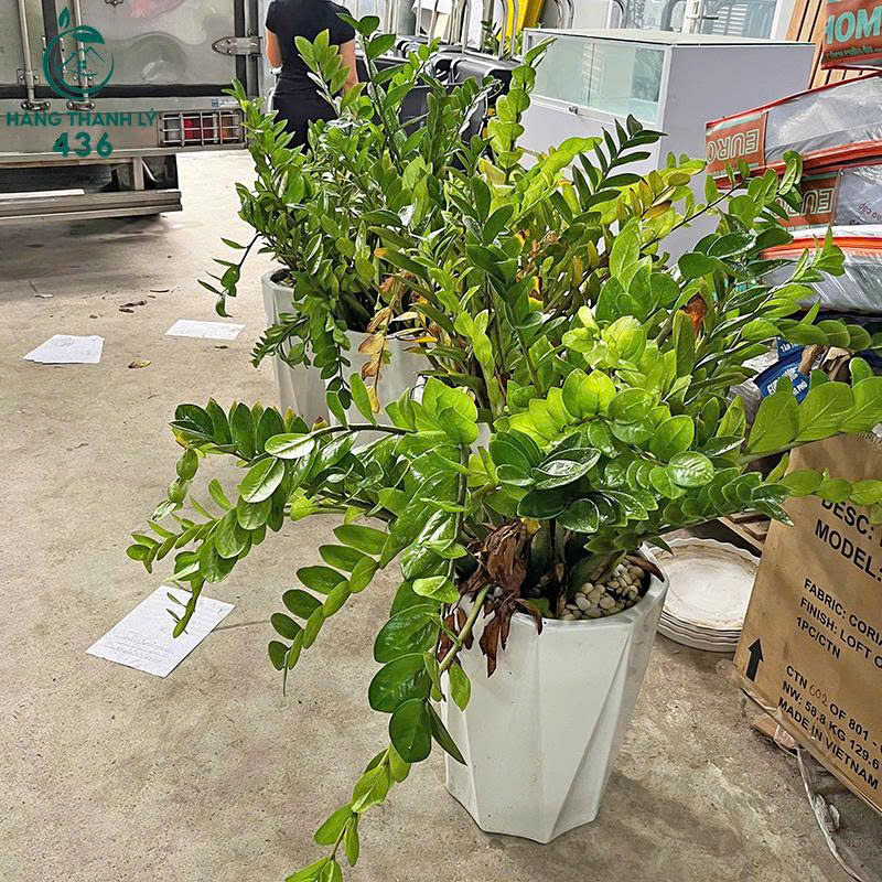 cay-kim-tien-cu-mang-lai-tai-loc-may-man-3 Chậu Cây Kim Tiền Cũ Mang Lại Tài Lộc May Mắn