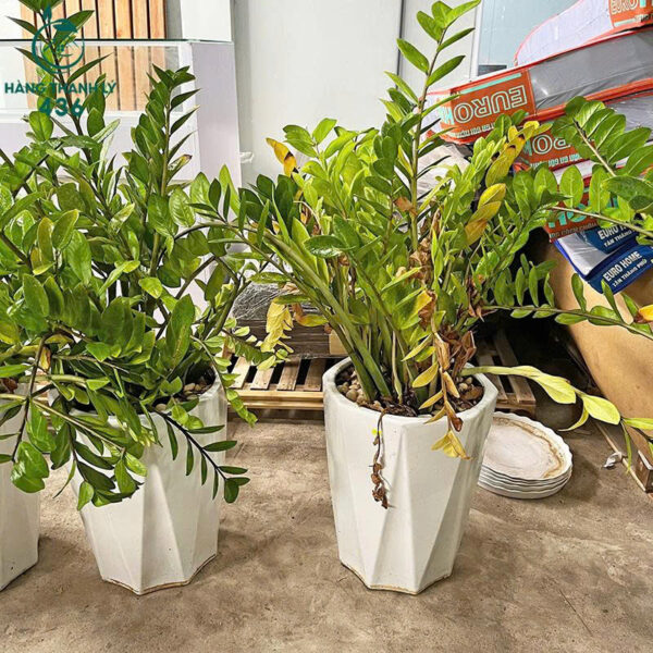 cay kim tien cu mang lai tai loc may man 4