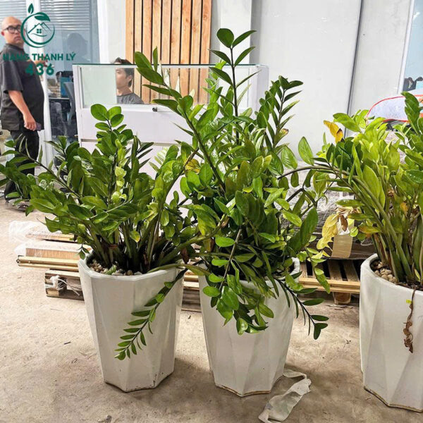 cay kim tien cu mang lai tai loc may man 5