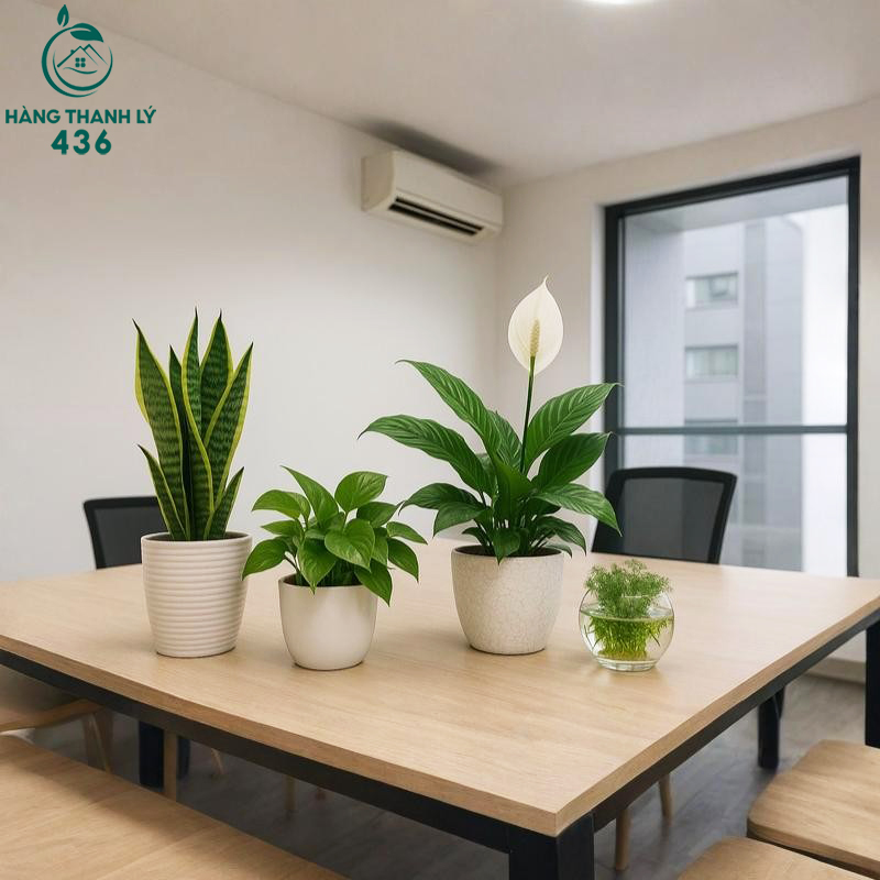 Cây Để Bàn Văn Phòng: Lợi Ích, Cách Chọn Và Gợi Ý Các Loại Cây Dễ Sống cay-de-ban-van-phong-dat-trong-moi-truong-may-lanh-ben-canh-cua-so-co-anh-sang-diu Cây Để Bàn Văn Phòng: Lợi Ích, Cách Chọn Và Gợi Ý Các Loại Cây Dễ Sống