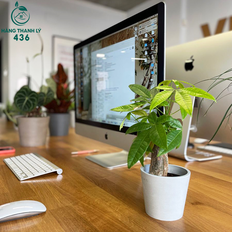 Cây Để Bàn Văn Phòng: Lợi Ích, Cách Chọn Và Gợi Ý Các Loại Cây Dễ Sống cay-de-ban-van-phong Cây Để Bàn Văn Phòng: Lợi Ích, Cách Chọn Và Gợi Ý Các Loại Cây Dễ Sống