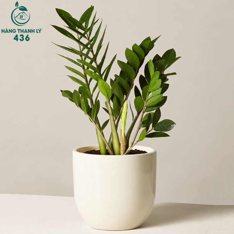 Cây Để Bàn Văn Phòng: Lợi Ích, Cách Chọn Và Gợi Ý Các Loại Cây Dễ Sống cay-kim-tien-la-tron-mong-xep-thanh-cum-trong-rat-khoe-va-giau-nang-luong Cây Để Bàn Văn Phòng: Lợi Ích, Cách Chọn Và Gợi Ý Các Loại Cây Dễ Sống