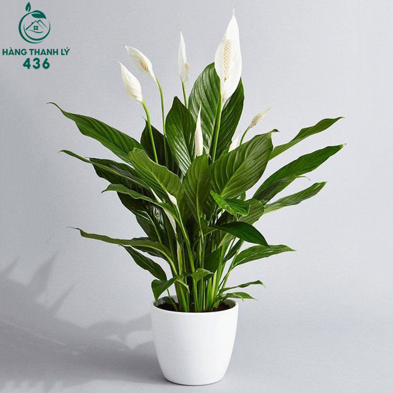 Cây Để Bàn Văn Phòng: Lợi Ích, Cách Chọn Và Gợi Ý Các Loại Cây Dễ Sống cay-lan-y-la-bong-muot-mau-xanh-sau Cây Để Bàn Văn Phòng: Lợi Ích, Cách Chọn Và Gợi Ý Các Loại Cây Dễ Sống