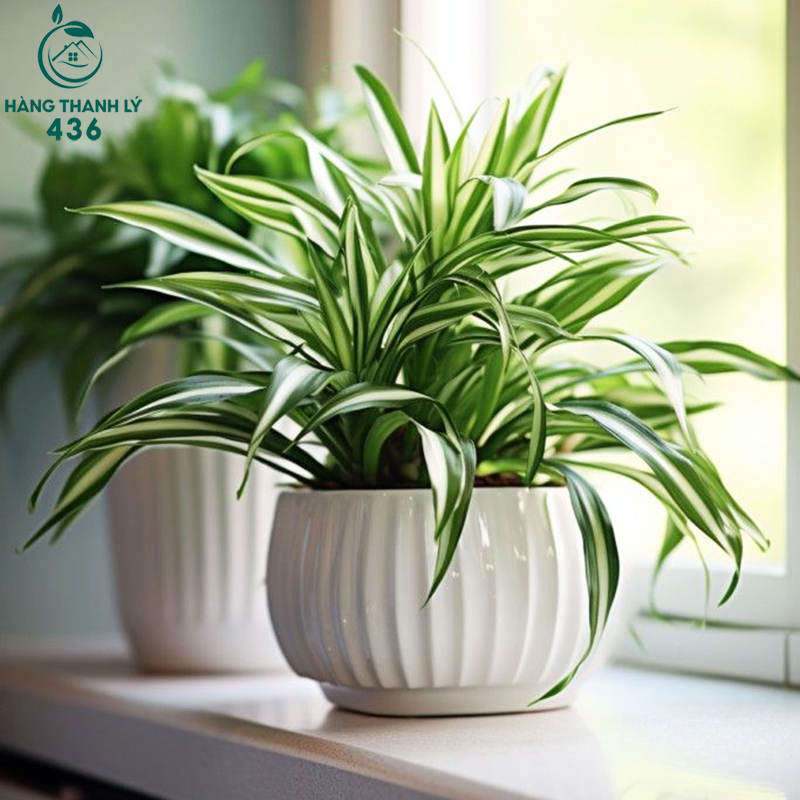 Cây Để Bàn Văn Phòng: Lợi Ích, Cách Chọn Và Gợi Ý Các Loại Cây Dễ Sống cay-luoi-ho-mini Cây Để Bàn Văn Phòng: Lợi Ích, Cách Chọn Và Gợi Ý Các Loại Cây Dễ Sống