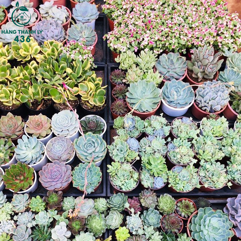 cay-sen-da-de-ban-lam-viec Các Thiết Kế Bàn Văn Phòng Có Cây Giúp Tăng Năng Suất Làm Việc