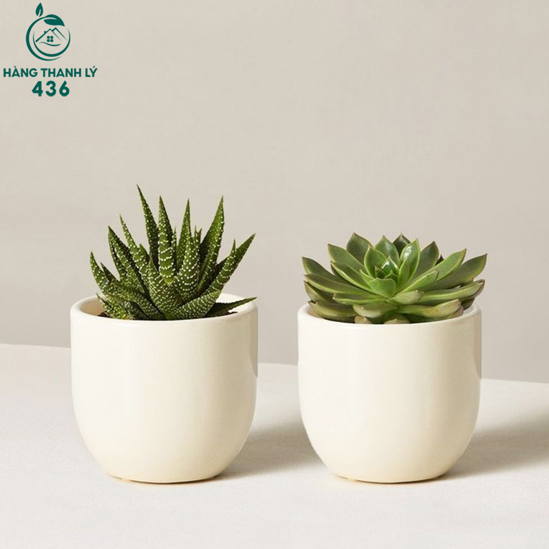 Cây Để Bàn Văn Phòng: Lợi Ích, Cách Chọn Và Gợi Ý Các Loại Cây Dễ Sống cay-sen-da-va-xuong-rong-hop-voi-cac-ban-tre Cây Để Bàn Văn Phòng: Lợi Ích, Cách Chọn Và Gợi Ý Các Loại Cây Dễ Sống