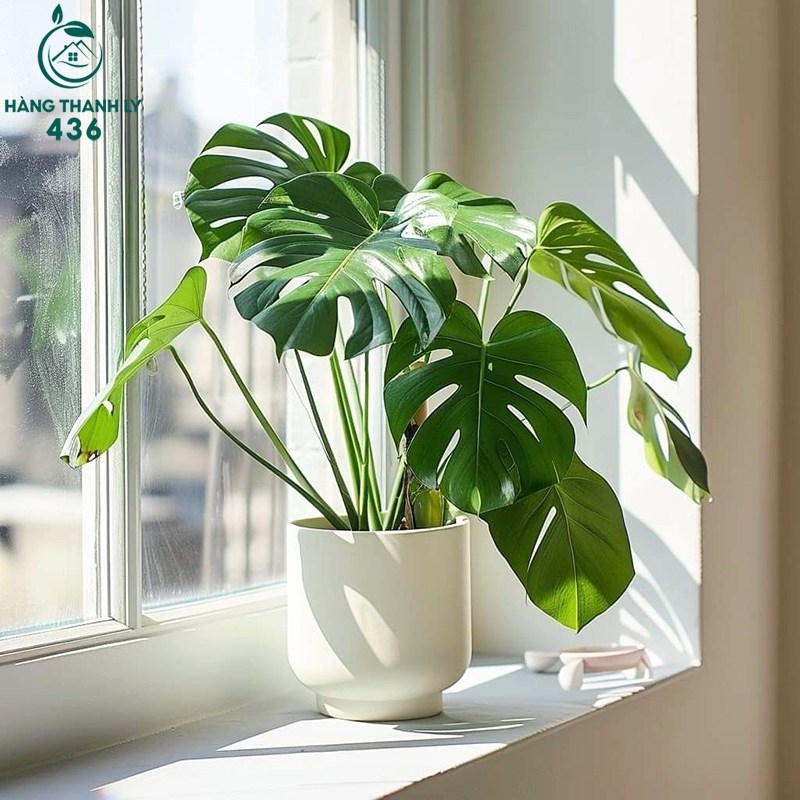 Cây Để Bàn Văn Phòng: Lợi Ích, Cách Chọn Và Gợi Ý Các Loại Cây Dễ Sống cay-trau-ba-mem-mai-xanh Cây Để Bàn Văn Phòng: Lợi Ích, Cách Chọn Và Gợi Ý Các Loại Cây Dễ Sống