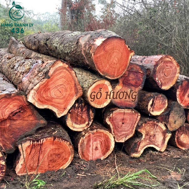 go-huong-noi-bat-voi-mui-thom-tu-nhien-mau-sac-nau-do-va-van-go-dep Gỗ Tự Nhiên Là Gì? Tìm Hiểu Các Loại Gỗ Tự Nhiên Phổ Biến Nhất Trong Nội Thất