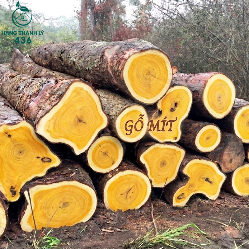 go-mit-co-mau-sac-tu-vang-nhat-den-nau-van-go-thang-va-min Gỗ Tự Nhiên Là Gì? Tìm Hiểu Các Loại Gỗ Tự Nhiên Phổ Biến Nhất Trong Nội Thất