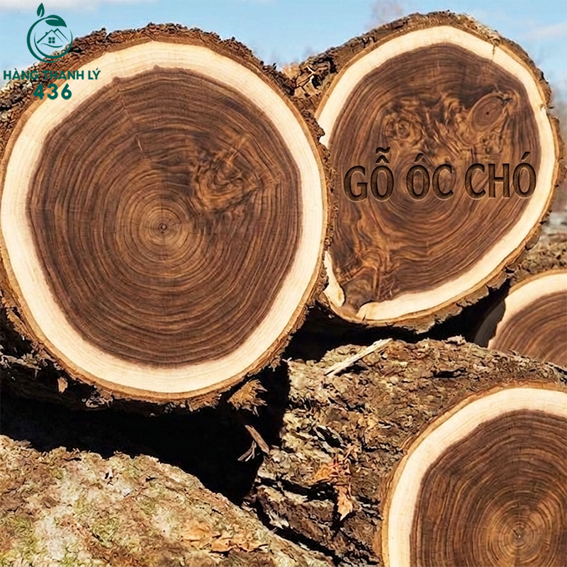 go-oc-cho-co-mau-sac-nau-dam Gỗ Tự Nhiên Là Gì? Tìm Hiểu Các Loại Gỗ Tự Nhiên Phổ Biến Nhất Trong Nội Thất