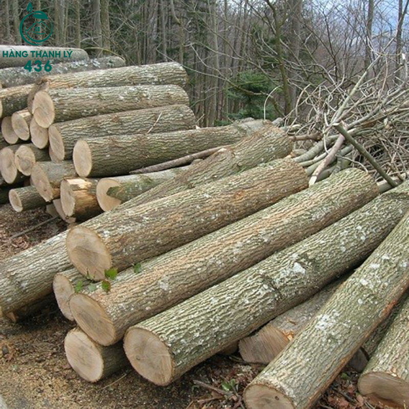 go-tan-bi-la-go-thuoc-nhom-iv Gỗ Tần Bì Là Gì? Đặc Điểm, Ưu Nhược Điểm Và Ứng Dụng Trong Nội Thất