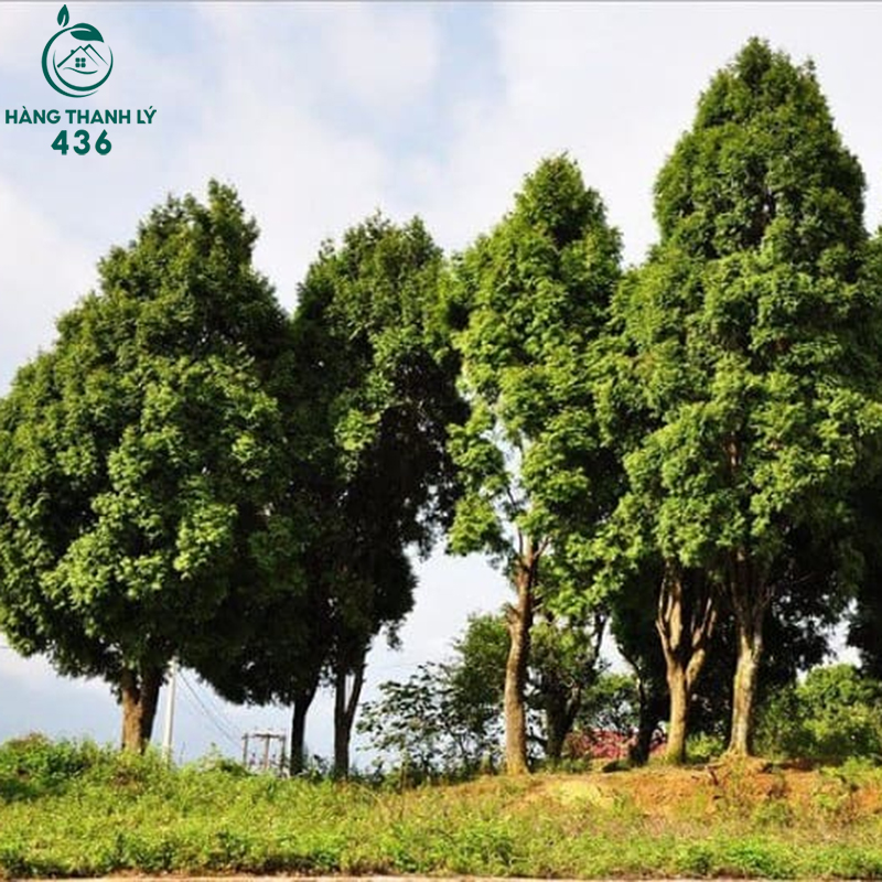 Cây pơ mu thuộc loài cây thân gỗ