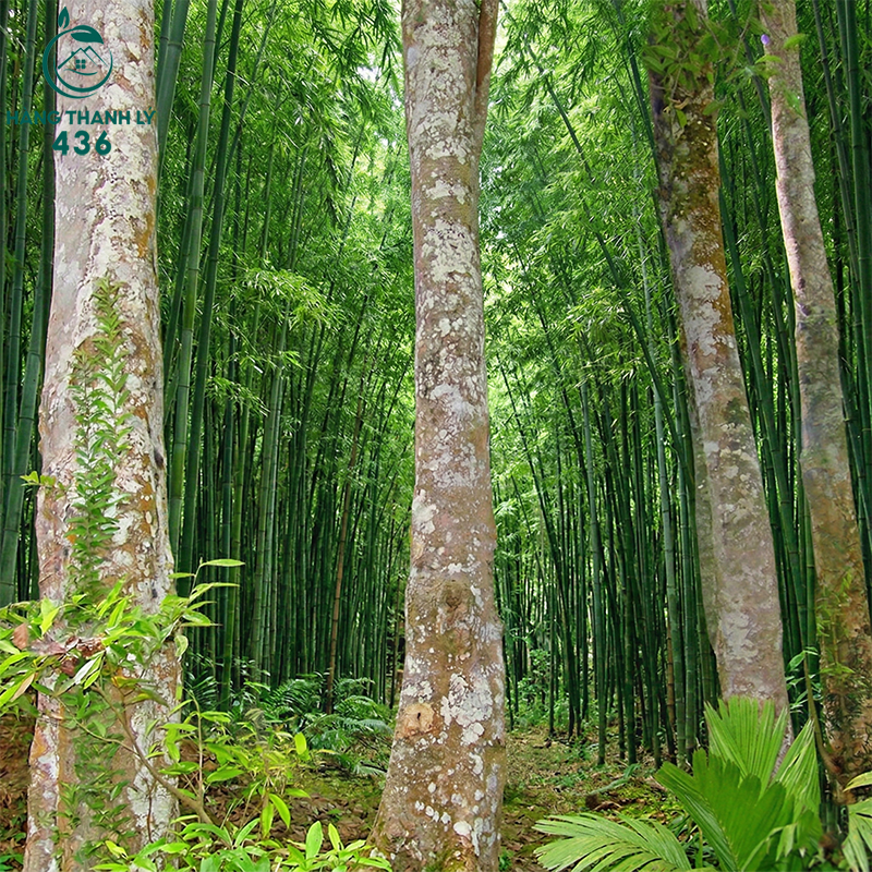 go-huong-duoc-nhieu-nguoi-ua-chuong-trong-noi-that-nho-do-ben-cao-chat-go-cung-chac Gỗ Hương Là Gì? Gỗ Hương Thuộc Nhóm Mấy Và Ứng Dụng Trong Nội Thất