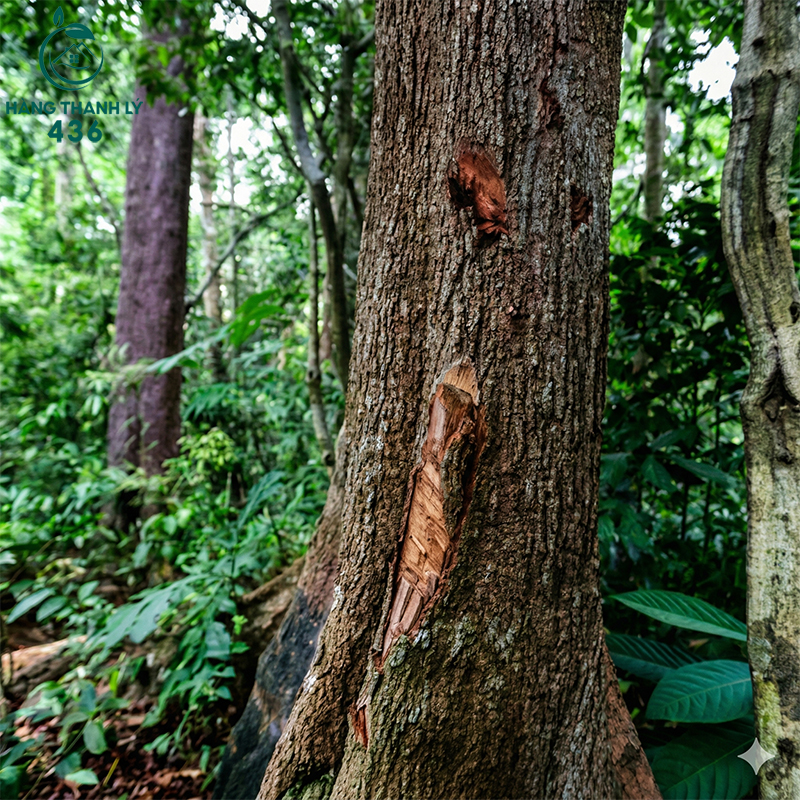 Gỗ Căm Xe Là Gỗ Gì? Thuộc Nhóm Mấy Và Ứng Dụng Nổi Bật go-it-cong-venh-co-ngot-nut-ne-du-qua-thoi-gian-dai Gỗ Căm Xe Là Gỗ Gì? Thuộc Nhóm Mấy Và Ứng Dụng Nổi Bật