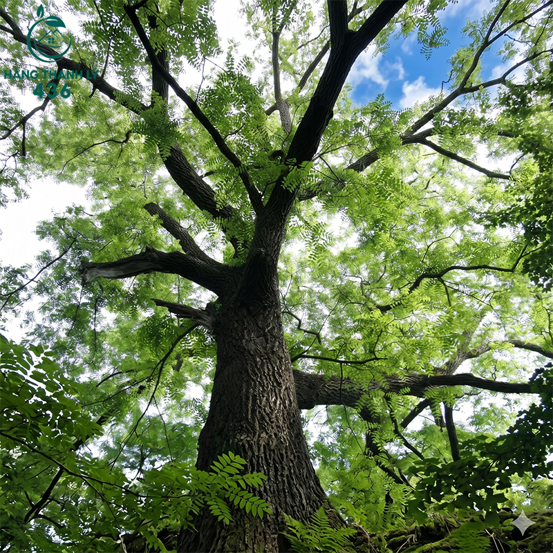 Gỗ lim có cấu trúc cực kỳ chắc chắn, chịu lực tốt và có thể sử dụng trong nhiều năm