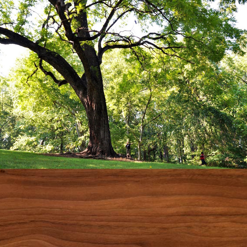 go-oc-cho-co-trong-luong-nang-hon-so-voi-nhieu-loai-go-khac Gỗ Óc Chó Là Gì? Thuộc Nhóm Mấy Và Cách Ứng Dụng Vào Nội Thất