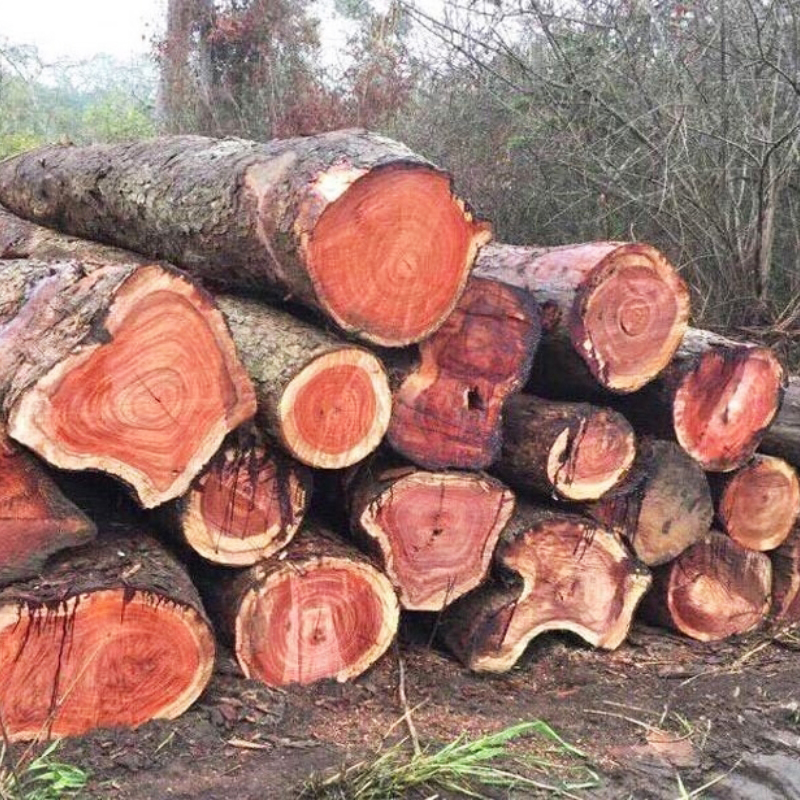 go-oc-cho-con-co-kha-nang-chong-cong-venh-co-ngot-va-moi-mot-tu-nhien-kha-tot Gỗ Óc Chó Là Gì? Thuộc Nhóm Mấy Và Cách Ứng Dụng Vào Nội Thất