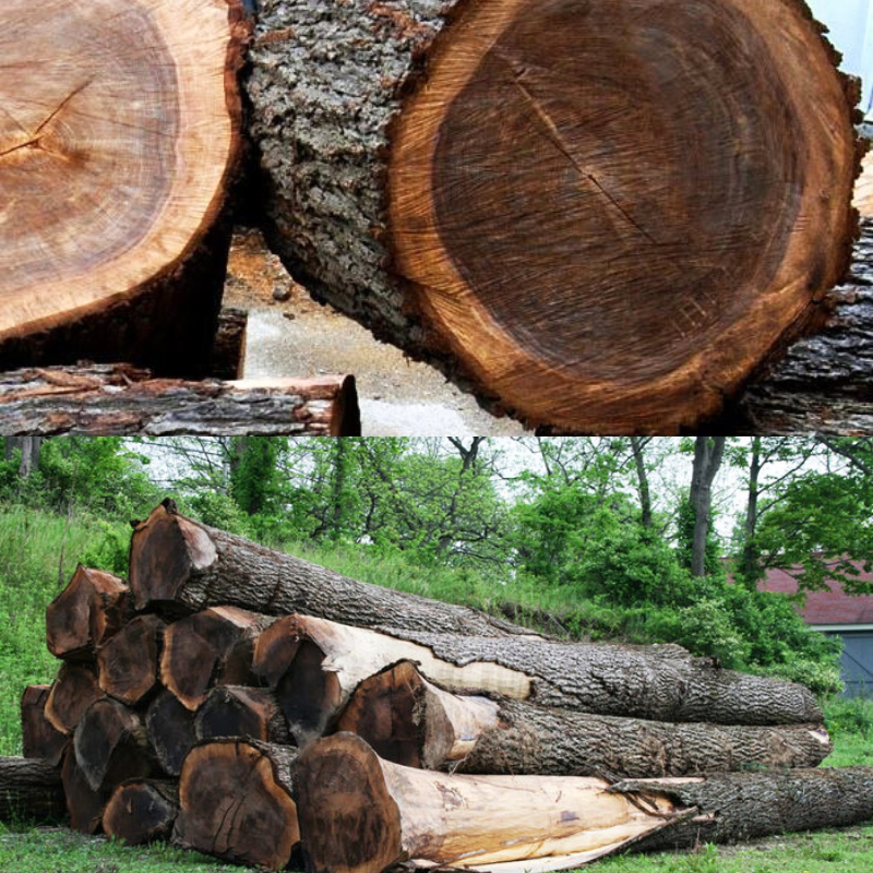 go-oc-cho-duoc-danh-gia-la-mot-trong-nhung-loai-go-co-tinh-tham-my-noi-bat-nhat Gỗ Óc Chó Là Gì? Thuộc Nhóm Mấy Và Cách Ứng Dụng Vào Nội Thất