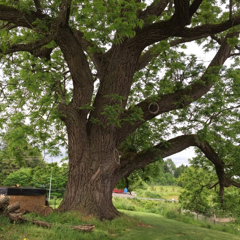 go-oc-cho-thuong-co-gia-cao-hon-nhieu-loai-go-khac-tren-thi-truong Gỗ Óc Chó Là Gì? Thuộc Nhóm Mấy Và Cách Ứng Dụng Vào Nội Thất