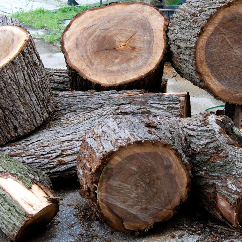 go-oc-cho-thuong-duoc-xep-tuong-duong-nhom-iv Gỗ Óc Chó Là Gì? Thuộc Nhóm Mấy Và Cách Ứng Dụng Vào Nội Thất