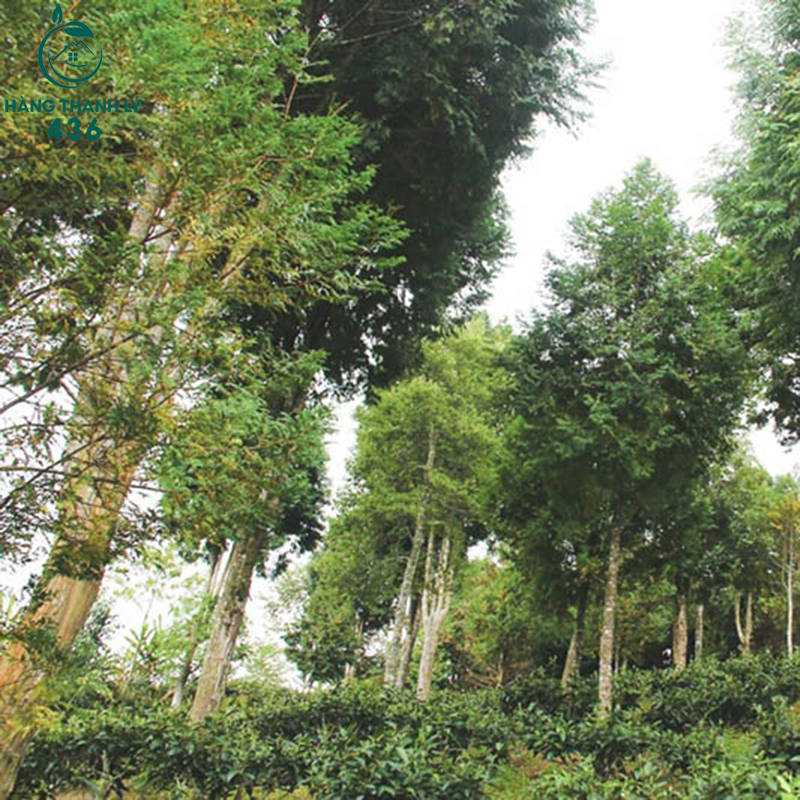 go po mu co kha nang chiu duoc tac dong manh me cua moi truong va thoi gian