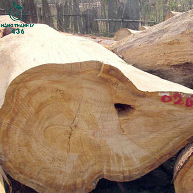 Gỗ pơ mu có màu sắc từ vàng nhạt đến nâu đỏ, với vân gỗ mịn và đều