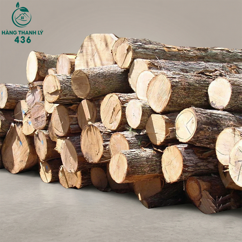 Gỗ Thông Là Gì? Có Tốt Không Và Ứng Dụng Gỗ Vào Trong Nội Thất go-thong-duoc-danh-gia-la-loai-go-kha-tot-trong-phan-khuc-noi-that-pho-thong-nho-gia-thanh-hop-ly Gỗ Thông Là Gì? Có Tốt Không Và Ứng Dụng Gỗ Vào Trong Nội Thất