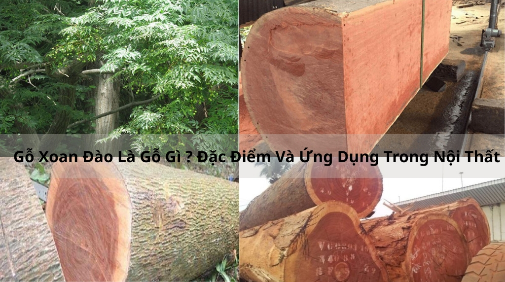 go xoan dao la go gi dac diem va ung dung trong noi that