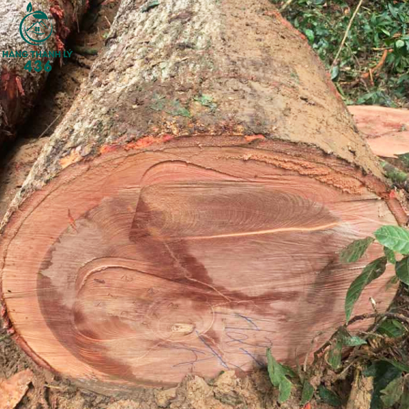 go-xoan-dao-la-go-gi Gỗ Xoan Đào Là Gỗ Gì​ ? Đặc Điểm Và Ứng Dụng Trong Nội Thất