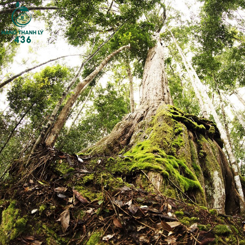 Theo phân loại gỗ của Việt Nam, gỗ pơ mu thuộc nhóm III