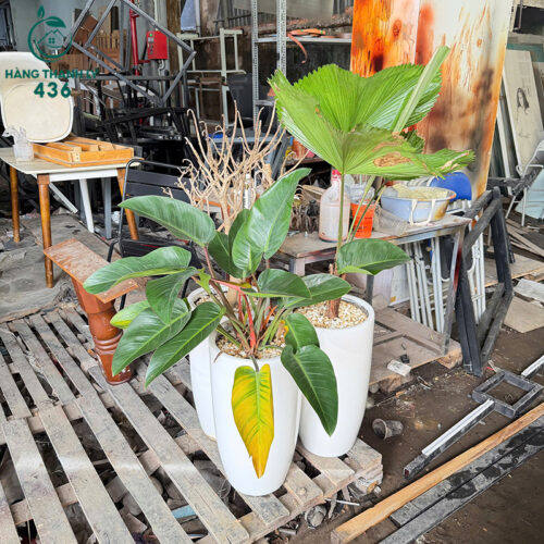 Chậu Cây Cảnh Cũ Lá Xanh Trồng Chậu Trắng 5 chau cay canh cu la xanh trong chau trang 1