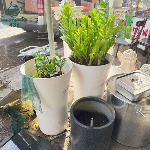 Chậu Cây Cảnh Cũ Lá Xanh Trồng Chậu Trắng 3 chau cay canh cu la xanh trong chau trang 3